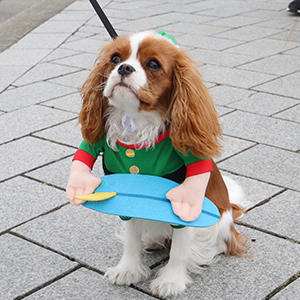 クリスマスの時期はサンタやエルフなどクリスマスにまつわる仮装をしてパーティに出かける人もたくさんいます。犬もクリスマス仕様に着替えてお出かけです。