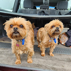 犬を連れてロードトリップを楽しむのも一般的です。