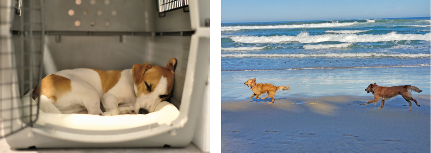 左：クレートなど安心できる場所／右：日中の十分な運動