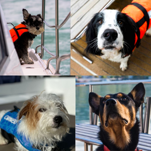 左上から時計回りに、バスター、アビー、ハンディキャップを抱えながらも元気な働き者のバスター2世、引退犬のジェット。