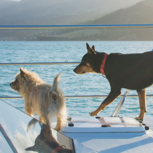 現役時代のジェットと初代ドルフィン・ドッグのヘクター。