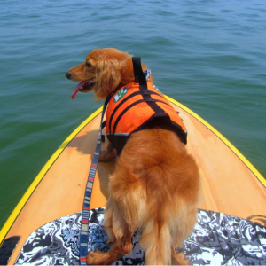 ライフジャケットの着用も効果的