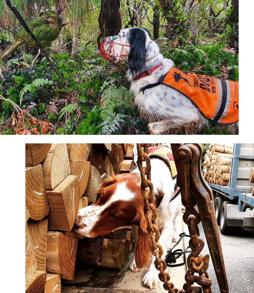 上:固有のオウム、カカポを発見した保護種探知犬のデューク。保護種を見つけても犬は吠えることなく、ボディランゲージでハンドラーに存在を伝えます。（Photo: James Fraser）／下:アルゼンチンアリを発見できるペスト探知犬のヴィート。野鳥保護区へ送られる木材にアルゼンチンアリが潜んでいないか確認中。（Photo: Adeline Bosman）