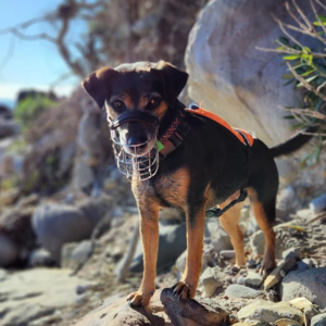 NZにある野鳥保護区の島のひとつ、ブルーマイン島で有害生物を探すペスト探知犬のインディー。ネズミなどのげっ歯類を探するのが得意です。（Photo: Hannah Irwin）