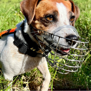 仕事中のペスト探知犬、プルー