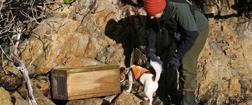 類まれなる生態系を守る！NZの環境保護犬とは？～南半球のDog's letter～