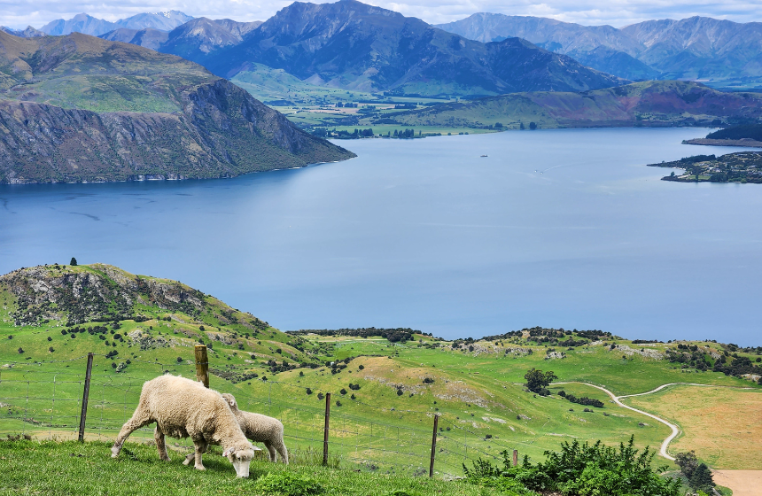 牧場が多いニュージーランドでは牧草も花粉症の原因になります