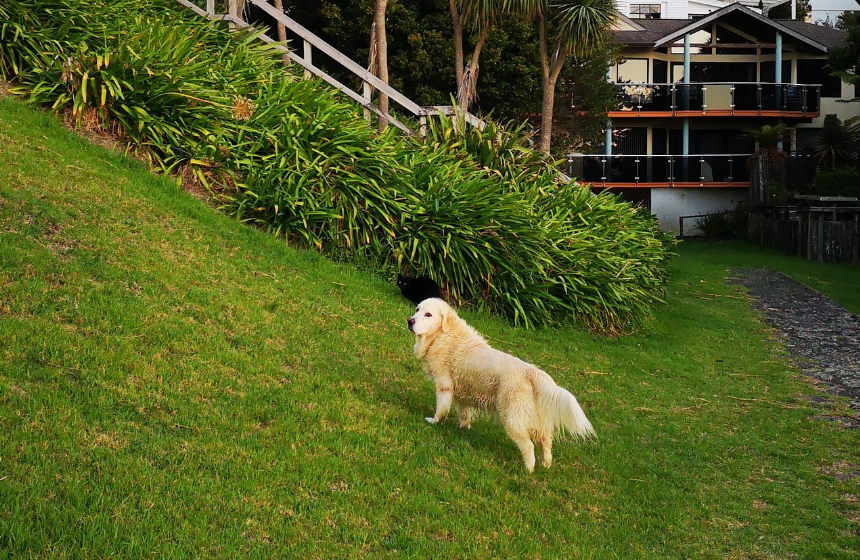 同じく花粉症に注意が必要なゴールデン