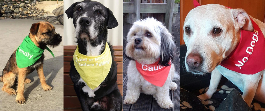 犬の気質がひと目でわかる。トラフィックライト・バンダナとは？～南半球のDog's letter～