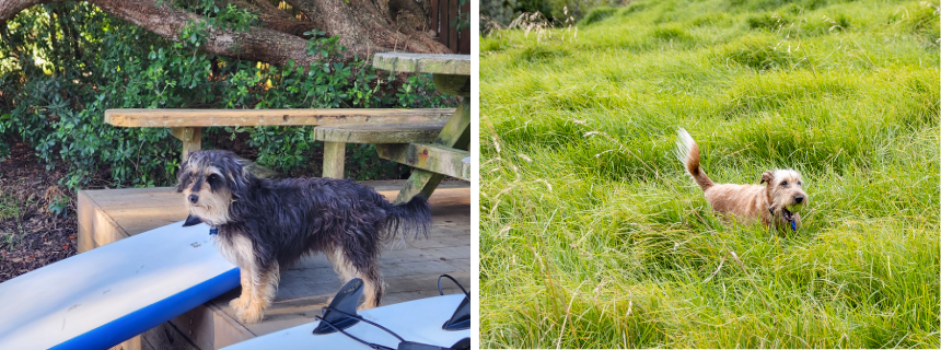 自然の中で遊ぶ機会の多いニュージーランドの犬たちはケガのリスクもあり、ちょっとした擦り傷にはマヌカハニーが有効とされています。