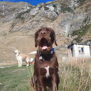 あくびするステラ。後ろにいるのはブラディ