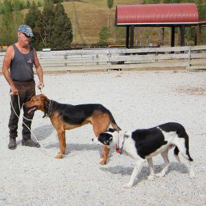 一緒に働くヘディングドッグとハンタウェイ