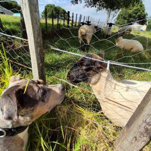 羊と接することもできる