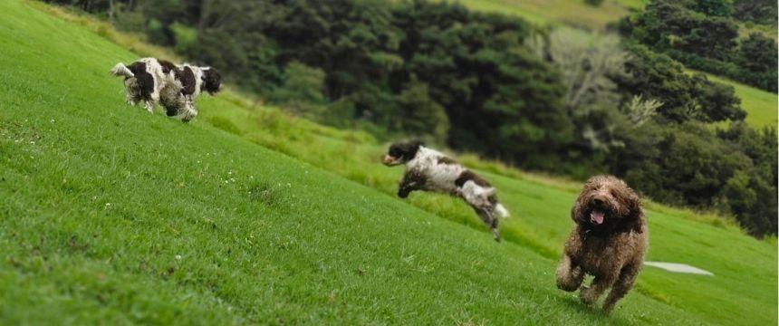 ファームを駆け回って大満足！NZらしい散歩代行サービスをご紹介～南半球のDog's letter～
