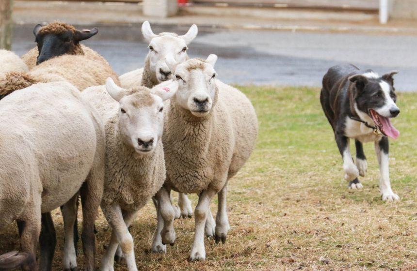 働く犬の特性を徹底調査！牧羊犬のDNA研究について～南半球のDog's letter～