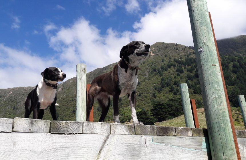 寄港地の桟橋で犬がお出迎え