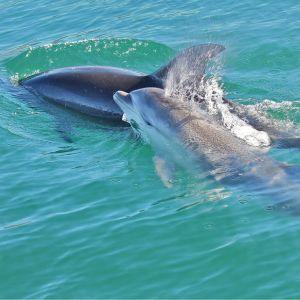 航行中にイルカが見られることも