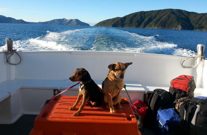 犬も乗船できる