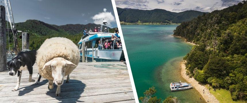 犬のおやつも運ぶ！100年以上続くNZの郵便船をご紹介～南半球のDog's letter～