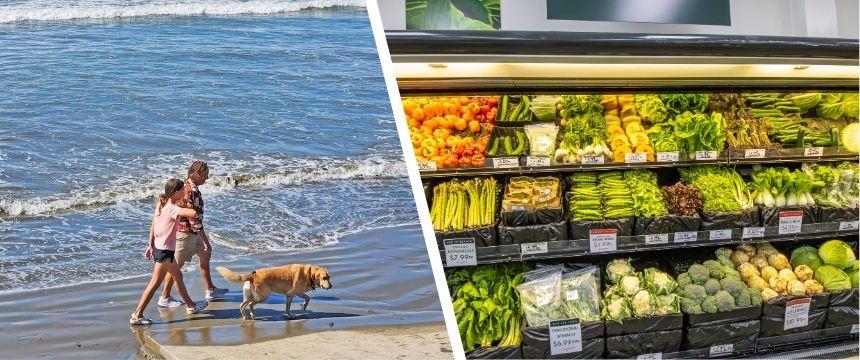 犬に与えてもOK！NZでは定番なのに日本では珍しい野菜5選～南半球のDog's letter～