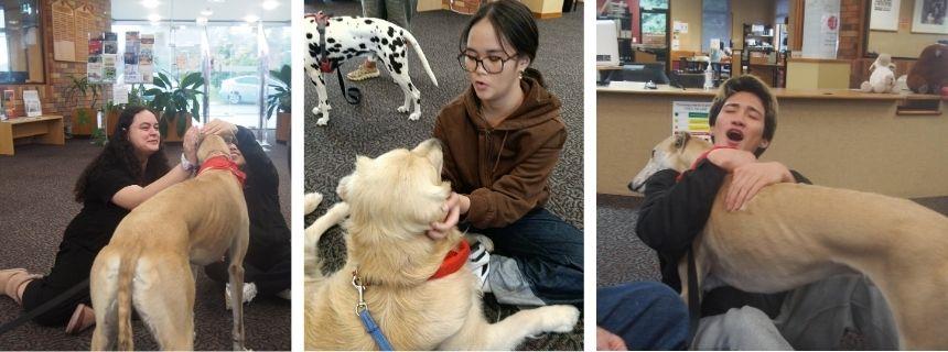 大学や専門学校を訪れ、学生たちを癒すセラピードッグの様子