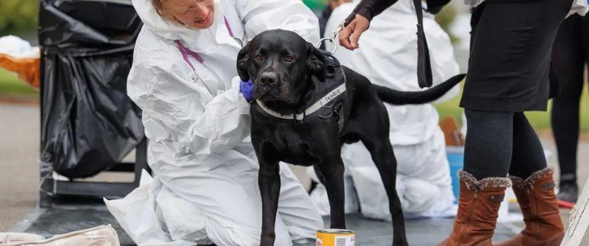 パルボ急増に立ち向かう。SPCAの無料ワクチンイベント～南半球のDog's letter～