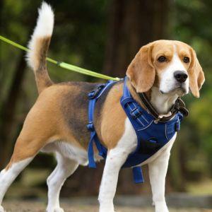 探知犬に多いビーグル