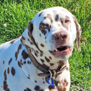 ストラップタイプのタグをつけた犬