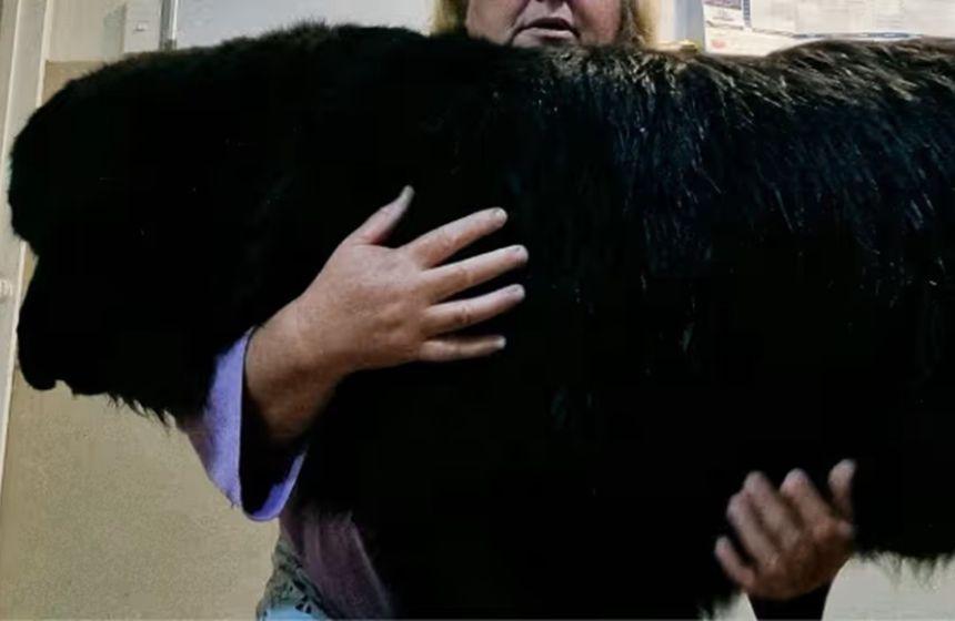 犬の胸とお腹を優しく抱きかかえて、飼い主の体をしっかり密着させてサポート。この抱き方は「ハートトゥハートホールド(Heart to Heart Hold)」といってフィオナさんが独自に編み出したもの。飼い主の心臓の鼓動を感じた犬はすぐにリラックスして、水泳の上達に効果大だそう。大型犬も小型犬も同じような効果が見られたそうです。