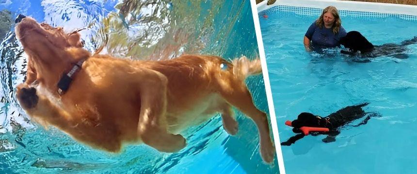 水遊び文化が根付く島国NZで人気！犬の水泳レッスンをご紹介～南半球のDog's letter～