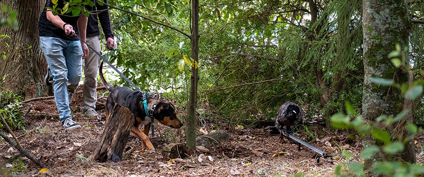 チョッパーは現在キーウィを襲わないようトレーニング中