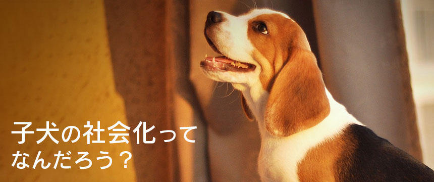犬の社会化とは?逃したらどうなる?成犬の社会化は可能?調べてみました。