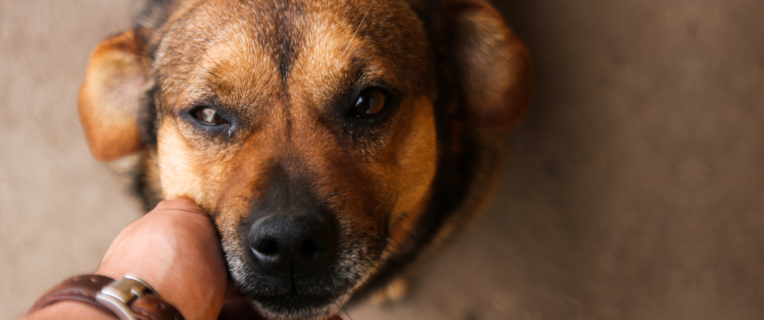 【犬の防災計画】家庭版BCPと心のケア｜備蓄・水・ストックの工夫も紹介