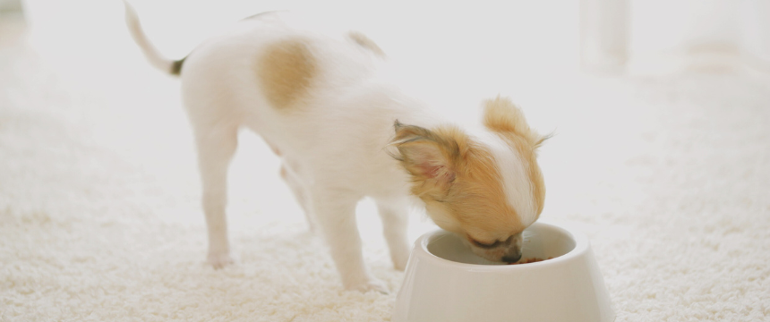 【管理栄養士が徹底分析】POCHI ボディヘルスを試食レビュー