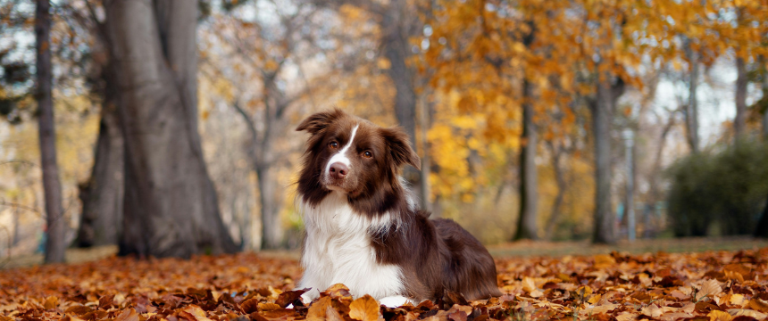 秋こそ犬の健康診断を！半年に1回が理想な理由と秋の注意点