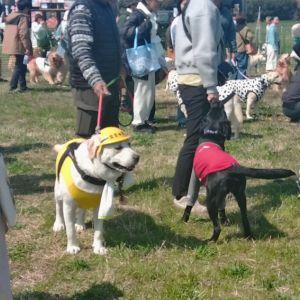 お家からコスプレをして準備万端のラブラドールさん