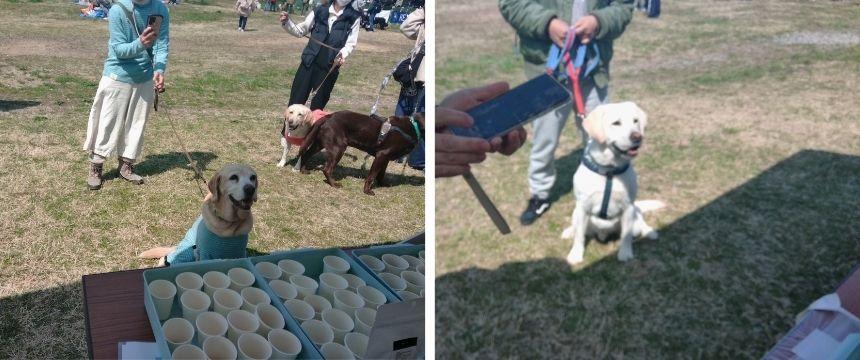期待に満ちたキラキラの目で見つめるラブラドールさんたち…