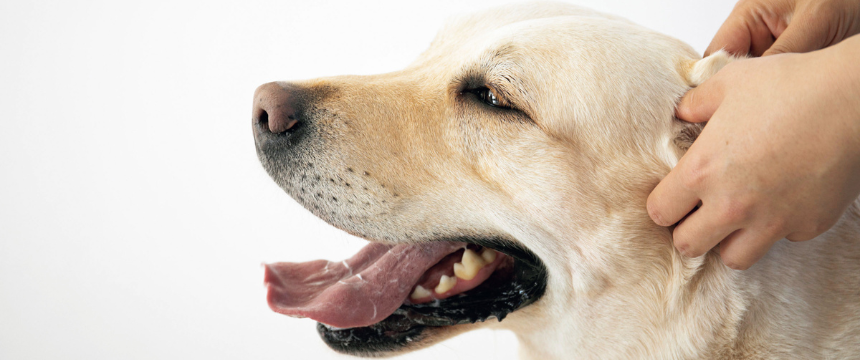 絆が深まるホームケア シニア犬にオススメの血液循環を助けるマッサージ《RETRIEVER + POCHI archive028》