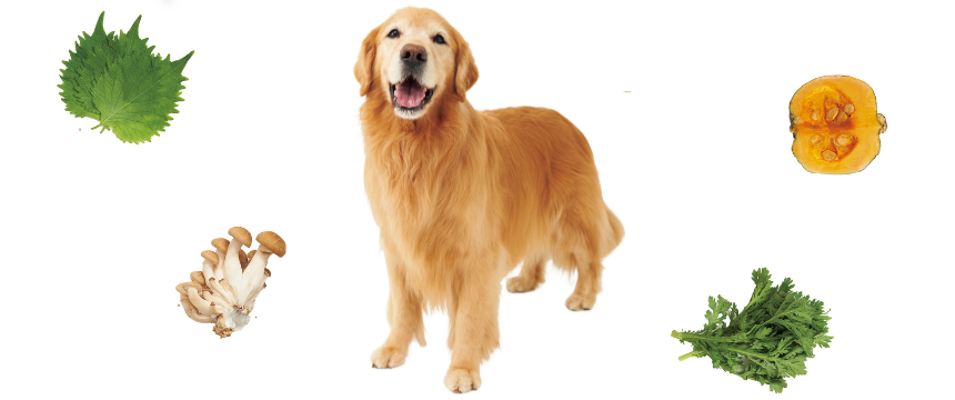 上手に取り入れてもっと健康に！犬のための薬膳入門《RETRIEVER + POCHI archive032》