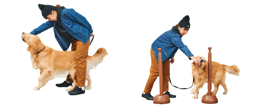 大切なのは散歩の長さより内容だった！《RETRIEVER + POCHI archive034》