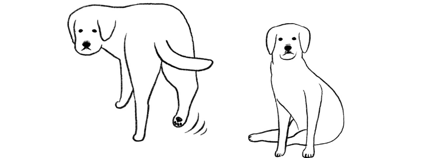 なぜか大型犬に多い手術必須の!?「前十字靭帯」損傷を知る -知識編- 《RETRIEVER + POCHI archive040》