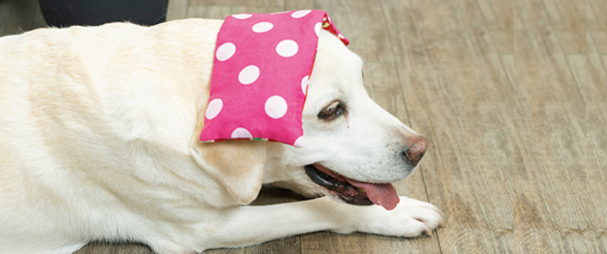 シニア犬のための健康管理 気と血の流れをよくして元気を回復《RETRIEVER + POCHI archive044》