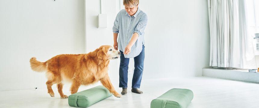 遊びという名のしつけ -チャレンジが暮らしを彩る-《RETRIEVER + POCHI archive049》