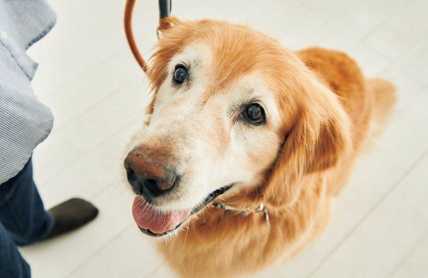 どうする？どうしてた？「引っ張り」「興奮」「吠え」の３大問題行動　〜「興奮」編〜《RETRIEVER + POCHI archive057》