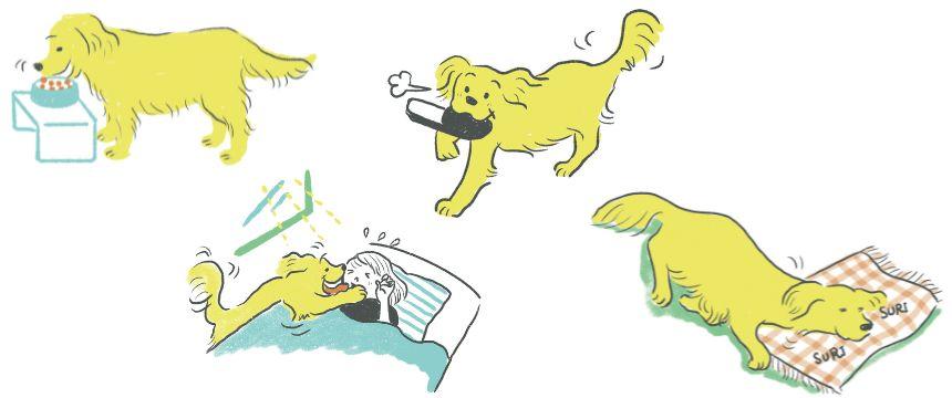 日常のギモンから犬の心の動きを知ろう１《RETRIEVER + POCHI archive059》