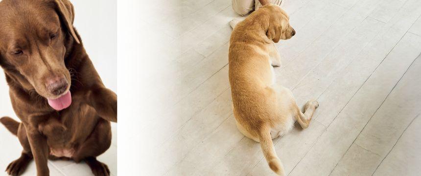 病気やケガ、生活習慣や犬のクセ...解決しよう！ゆがみの原因《RETRIEVER + POCHI archive063》