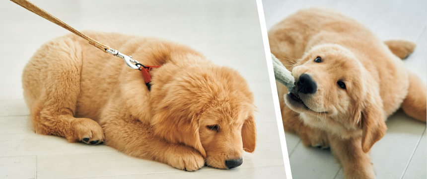 ライフステージ別「好き」の増やし方と生かし方〜0歳 前編〜《RETRIEVER + POCHI archive065》