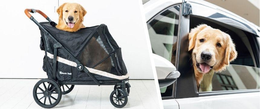 ライフステージ別「好き」の増やし方と生かし方〜0歳 後編〜《RETRIEVER + POCHI archive066》