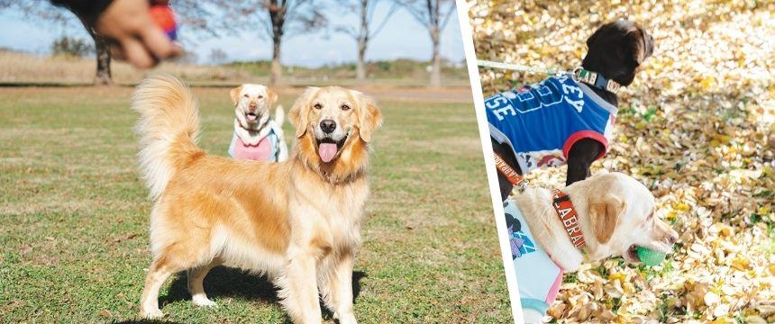 ライフステージ別「好き」の増やし方と生かし方 １〜４歳 編《RETRIEVER + POCHI archive069》
