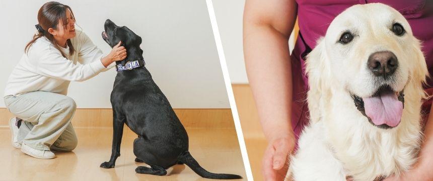 犬の「好き」を増やせるかはあなた次第！導き上手な飼い主になろう～ほめ方上手編～《RETRIEVER + POCHI archive071》